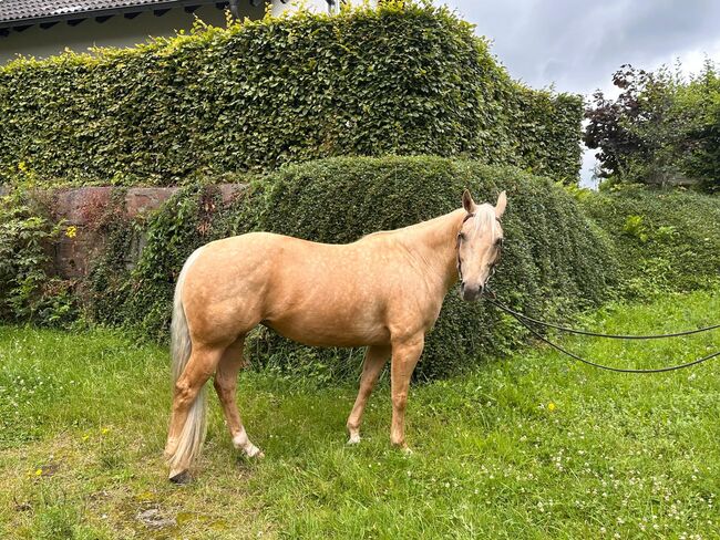 Gut gerittene, liebe Quarter Horse Stute, Kerstin Rehbehn (Pferdemarketing Ost), Horses For Sale, Nienburg, Image 16