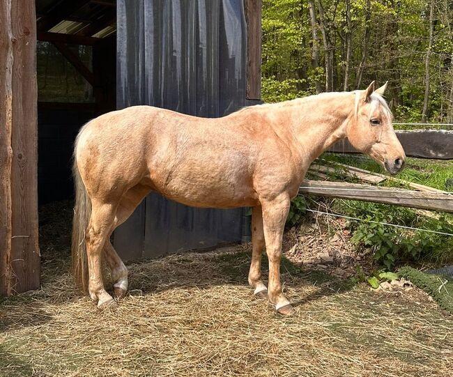 Gut gerittene, liebe Quarter Horse Stute, Kerstin Rehbehn (Pferdemarketing Ost), Horses For Sale, Nienburg, Image 7