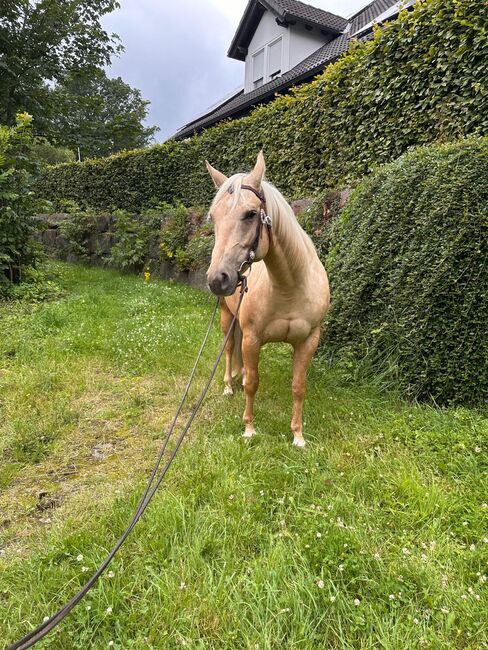 Gut gerittene, liebe Quarter Horse Stute, Kerstin Rehbehn (Pferdemarketing Ost), Horses For Sale, Nienburg, Image 14