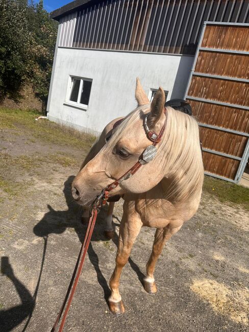 Gut gerittene, liebe Quarter Horse Stute, Kerstin Rehbehn (Pferdemarketing Ost), Horses For Sale, Nienburg, Image 10