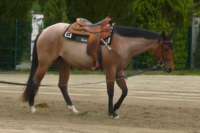 Gut gerittene QH Stute mit viel Potential, Kerstin Rehbehn (Pferdemarketing Ost), Horses For Sale, Nienburg, Image 10