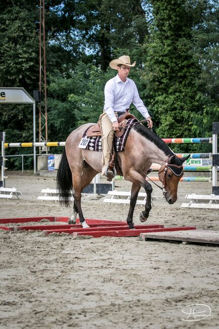 Gut gerittene QH Stute mit viel Potential, Kerstin Rehbehn (Pferdemarketing Ost), Horses For Sale, Nienburg, Image 3