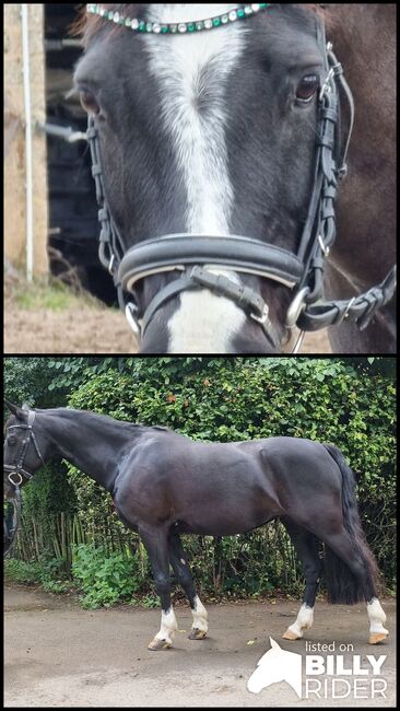 Welsch C, Stute, Dressur/Freizeit, Traumpartner, Andrea Wollschläger, Horses For Sale, Troisdorf, Image 3