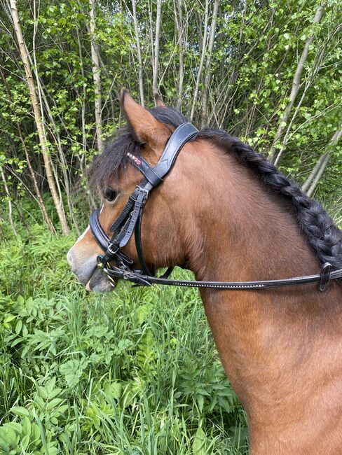 Welsch A Reitpony, Barbara , Horses For Sale, St. Michael , Image 8