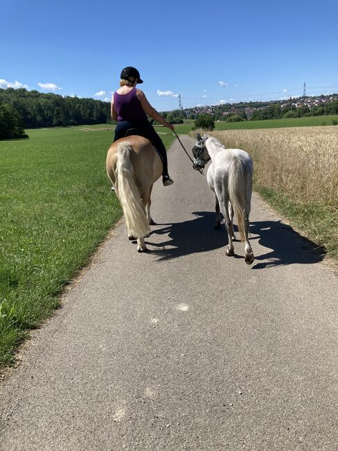 Welsh A Kinderpony, Steffi , Konie na sprzedaż, Hülben, Image 2