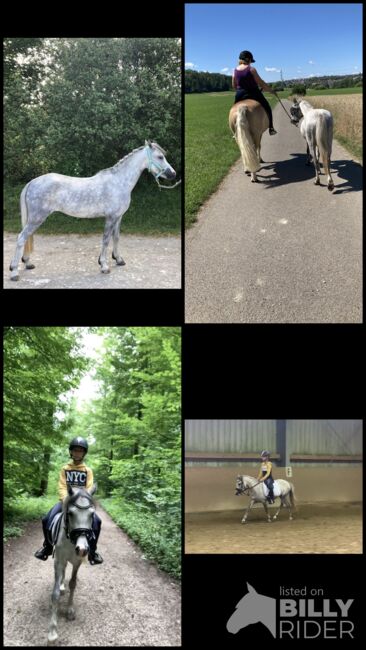 Welsh A Kinderpony, Steffi , Konie na sprzedaż, Hülben, Image 7