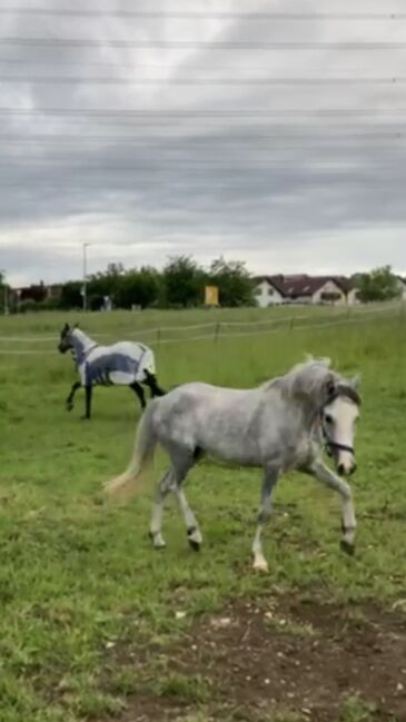 Welsh A Kinderpony, Steffi , Konie na sprzedaż, Hülben, Image 5