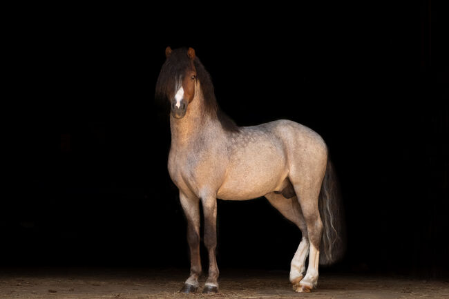 Welsh A Deckhengst, KL, Pferd kaufen, Niederstetten 