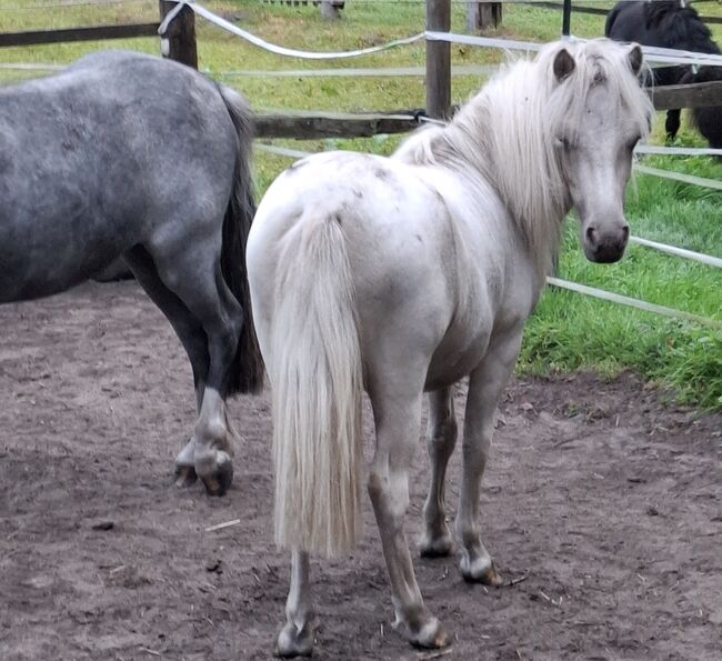 Welsh A und Shettypartbredstute wegen Aufgabe, Bianka Hoffmann , Horses For Sale, Apen