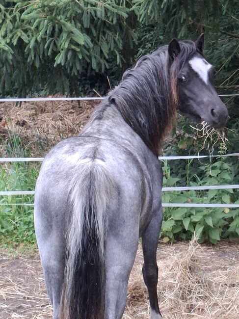 Welsh A und Shettypartbredstute wegen Aufgabe, Bianka Hoffmann , Horses For Sale, Apen, Image 2