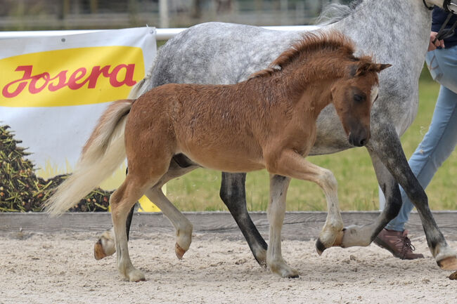 Welsh A Hengstfohlen, KL, Horses For Sale, Niederstetten , Image 3