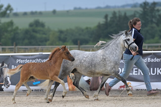 Welsh A Hengstfohlen, KL, Horses For Sale, Niederstetten , Image 4