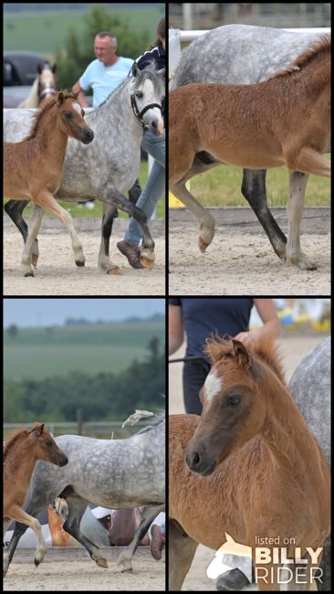 Welsh A Hengstfohlen, KL, Horses For Sale, Niederstetten , Image 6