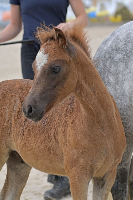 Welsh A Hengstfohlen, KL, Horses For Sale, Niederstetten , Image 2