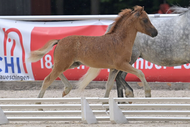 Welsh A Hengstfohlen, KL, Horses For Sale, Niederstetten , Image 5