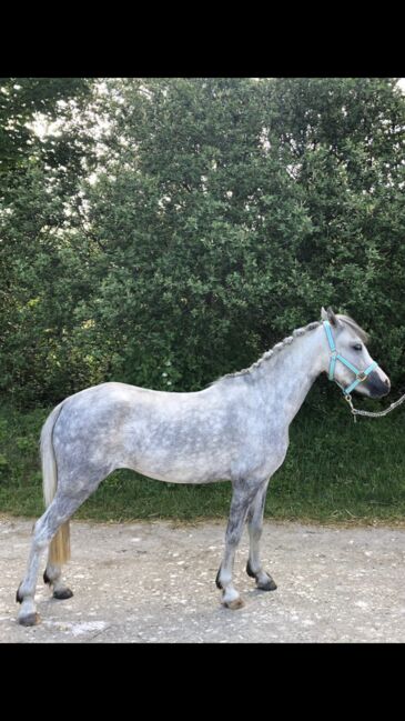 Welsh A Kinderpony, Steffi , Pferd kaufen, Hülben