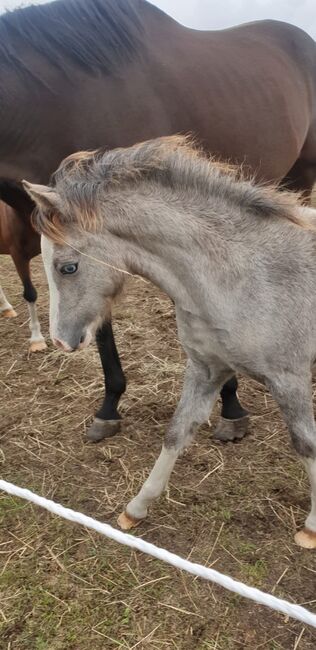 Welsh A Stutfohlen, Daniela , Horses For Sale, Nuthetal OT Tremsdorf