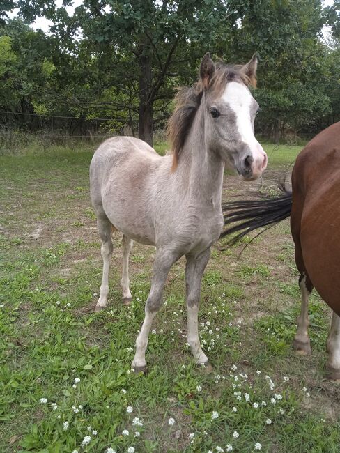 Welsh A Stutfohlen, Daniela , Horses For Sale, Nuthetal OT Tremsdorf, Image 2