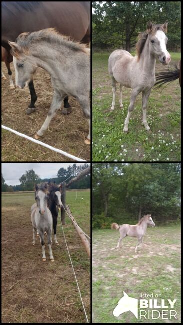 Welsh A Stutfohlen, Daniela , Horses For Sale, Nuthetal OT Tremsdorf, Image 5