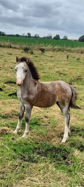 Welsh A Stutfohlen, Bianca knopik, Horses For Sale, Woldegk , Image 2