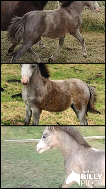 Welsh A Stutfohlen, Bianca knopik, Horses For Sale, Woldegk , Image 4