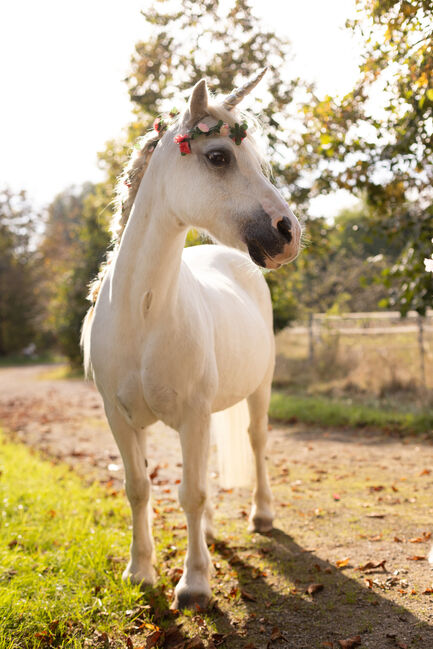 Welsh A Pony Wallach, Conny, Horses For Sale, Issum, Image 6