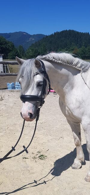 Welsh A Pony Dream Team sucht ein neues Zuhause, Barbara , Konie na sprzedaż, Hainfeld
