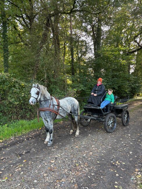 Welsh a Pony zu verkaufen, Rita Bruns , Horses For Sale, Tecklenburg 