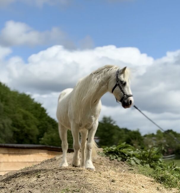Welsh A Pony Wallach, Conny, Horses For Sale, Issum, Image 10