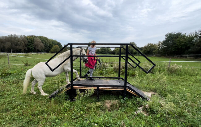 Welsh A Pony Wallach, Conny, Horses For Sale, Issum, Image 3