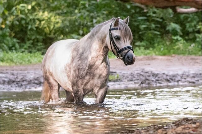 Welsh A Pony Kinderpony Reitpony, Jacqueline Görries, Pferd kaufen, Detmold, Abbildung 6