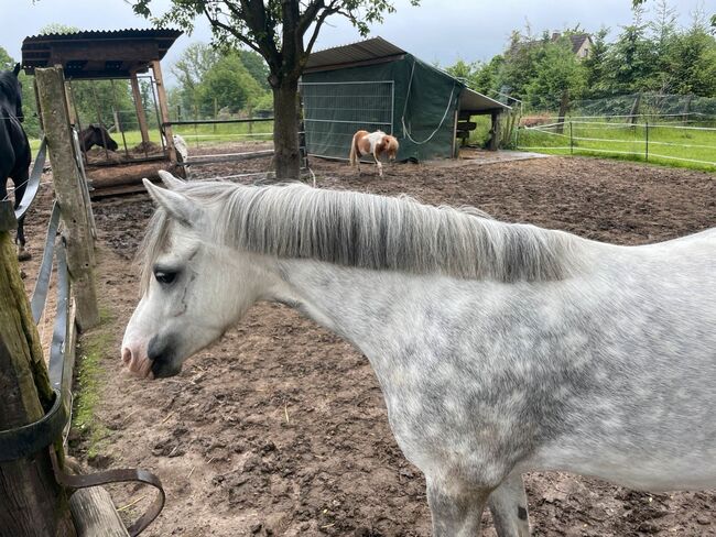 Welsh A Pony Kinderpony Reitpony, Jacqueline Görries, Horses For Sale, Detmold, Image 5