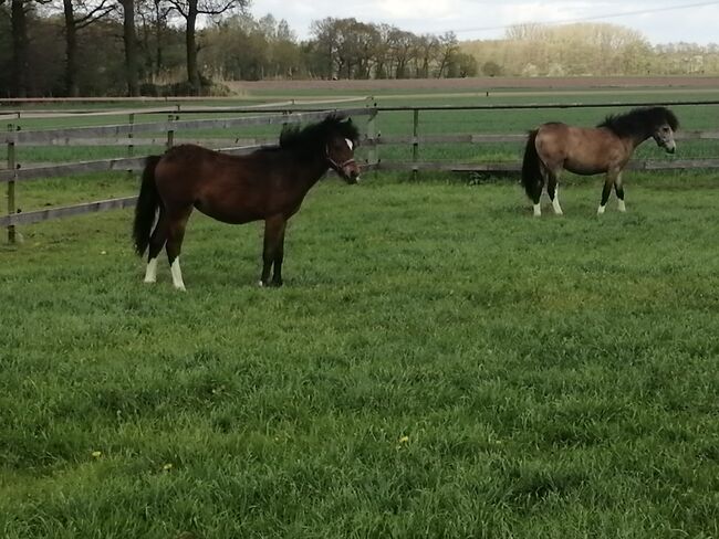 Welsh A pony, Kerstin , Pferd kaufen, Bakum, Abbildung 3