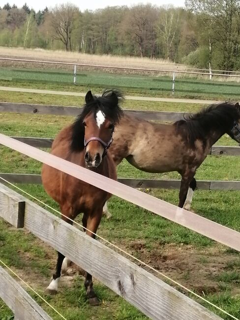 Welsh A pony, Kerstin , Pferd kaufen, Bakum, Abbildung 2