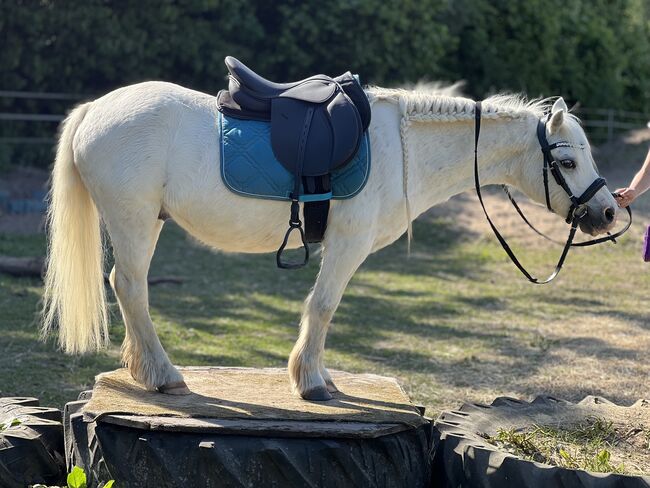 Welsh A Pony Wallach, Conny, Horses For Sale, Issum, Image 4