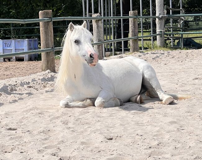 Welsh A Pony Wallach, Conny, Pferd kaufen, Issum, Abbildung 4
