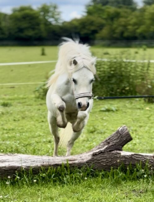 Welsh A Pony Wallach, Conny, Pferd kaufen, Issum, Abbildung 5