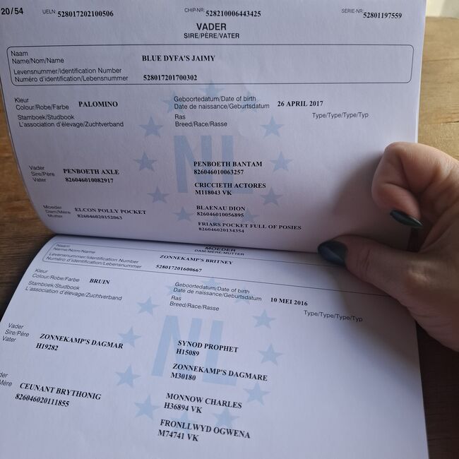 Welsh a- Rohdiamant, Annika, Pferd kaufen, Meinersen , Abbildung 6