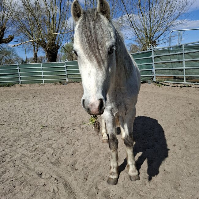 Welsh a- Rohdiamant, Annika, Horses For Sale, Meinersen , Image 8