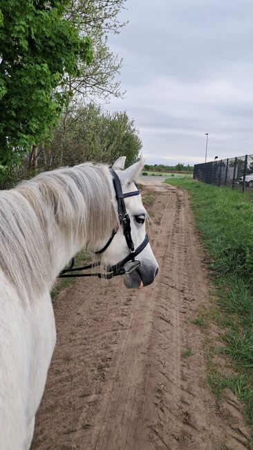 Welsh a- Rohdiamant, Annika, Horses For Sale, Meinersen 
