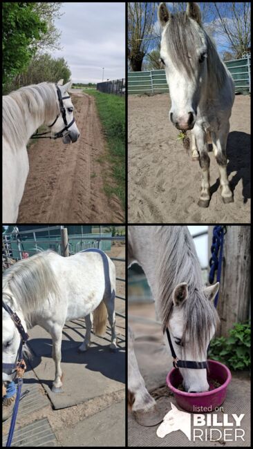 Welsh a- Rohdiamant, Annika, Horses For Sale, Meinersen , Image 9