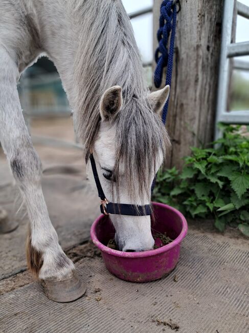 Welsh a- Rohdiamant, Annika, Horses For Sale, Meinersen , Image 2