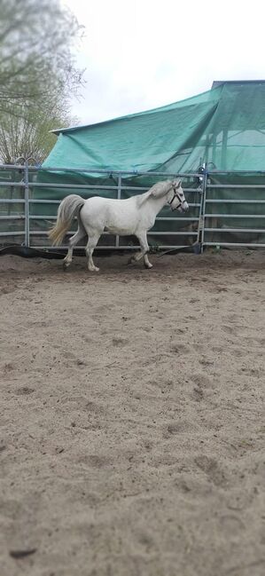 Welsh a- Rohdiamant, Annika, Horses For Sale, Meinersen , Image 3