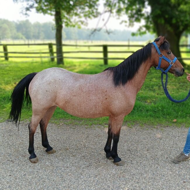 Welsh A Stute 1,17, St. Gärtner, Horses For Sale, Alpen, Image 3