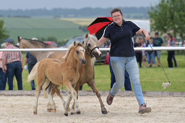 Welsh A Stutfohlen, KL, Pferd kaufen, Niederstetten , Abbildung 4
