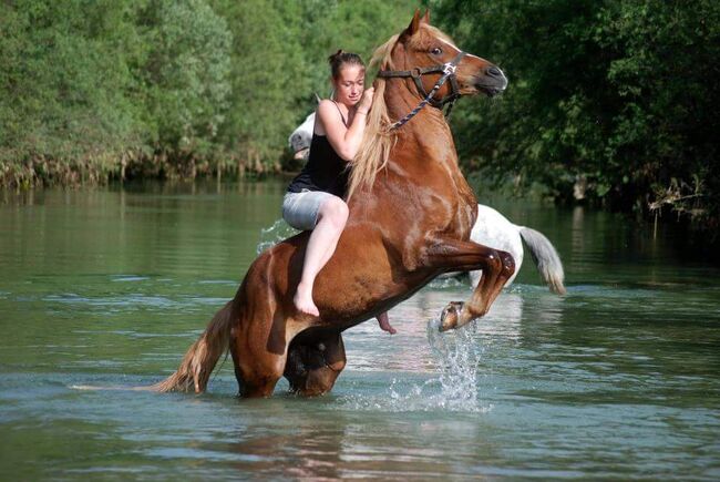 Welsh Araber, Katharina Biechteler , Horses For Sale, Großweil , Image 7