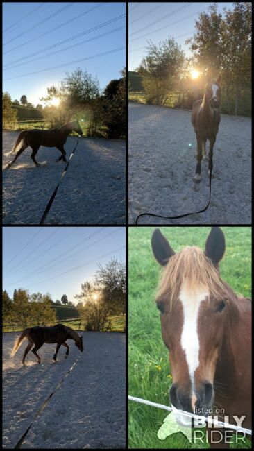 Welsh Araber, Katharina Biechteler , Horses For Sale, Großweil , Image 13