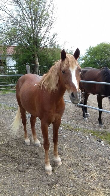 Welsh Araber, Katharina Biechteler , Horses For Sale, Großweil , Image 12