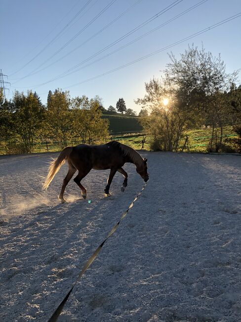 Welsh Araber, Katharina Biechteler , Horses For Sale, Großweil , Image 3