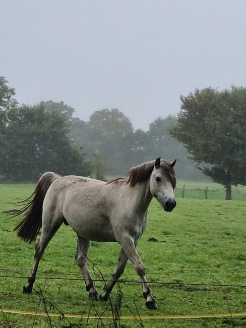 Welsh B 3Jährig, Annabelle Müller-Bollenhagen, Horses For Sale, Oyten